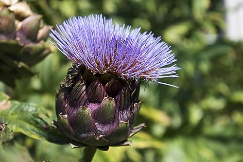 Miniatura 8 de Hojas secas cortadas de alcachofa de Italia - Cynara Cardunculus Hierba suelta - Peso neto 1 oz28.5 g - Hierba de cardo de cardo de alcachofa