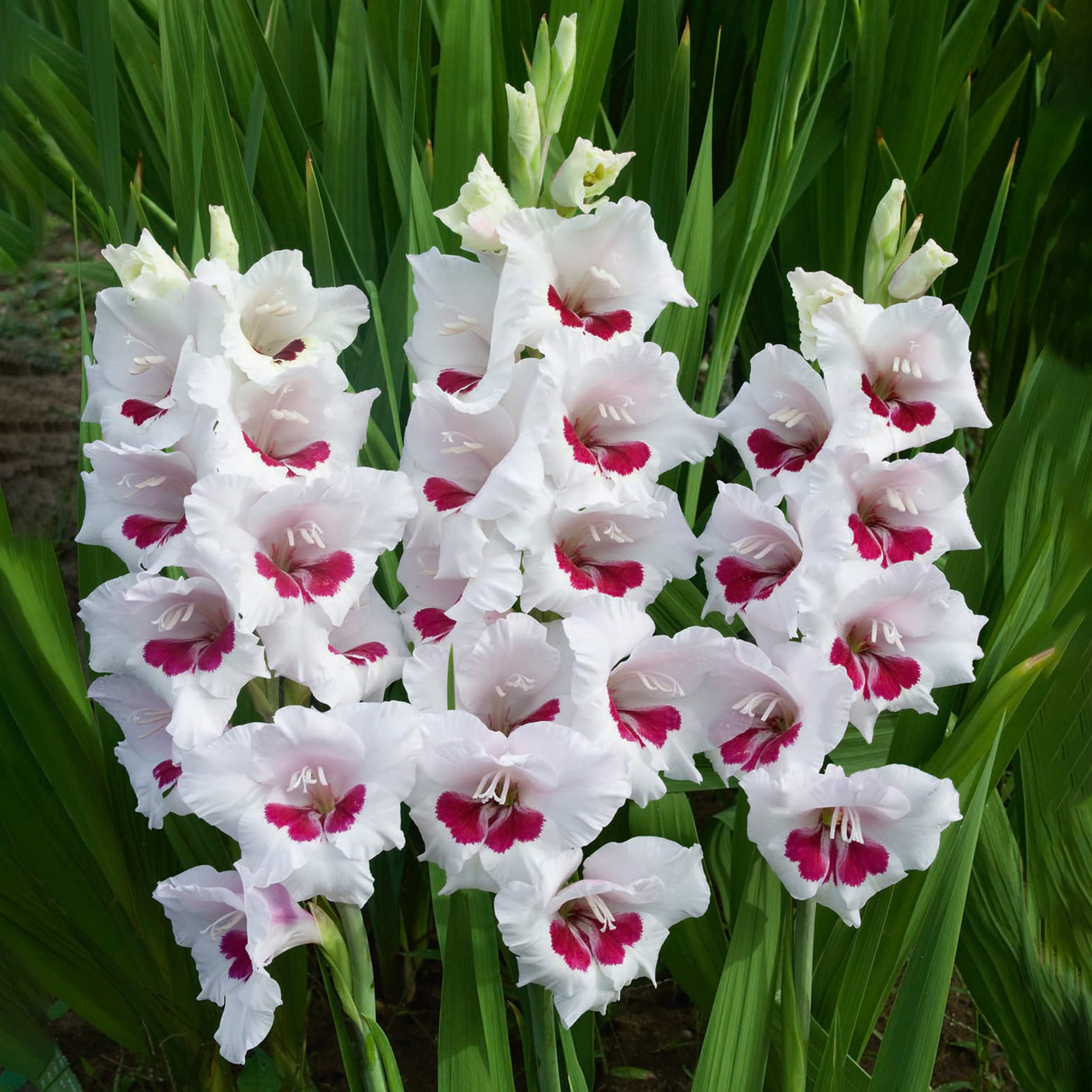 Garden State Bulb Gladiolus