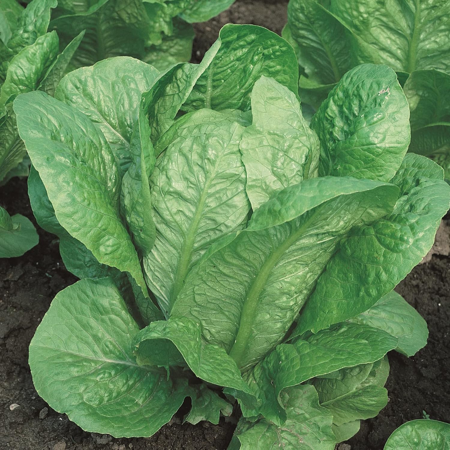 Vivian Romaine Lettuce Seeds - 4 Oz ~100000 Seeds - Non-GMO, Heirloom - Vegetable Garden - Lactuca Sativa