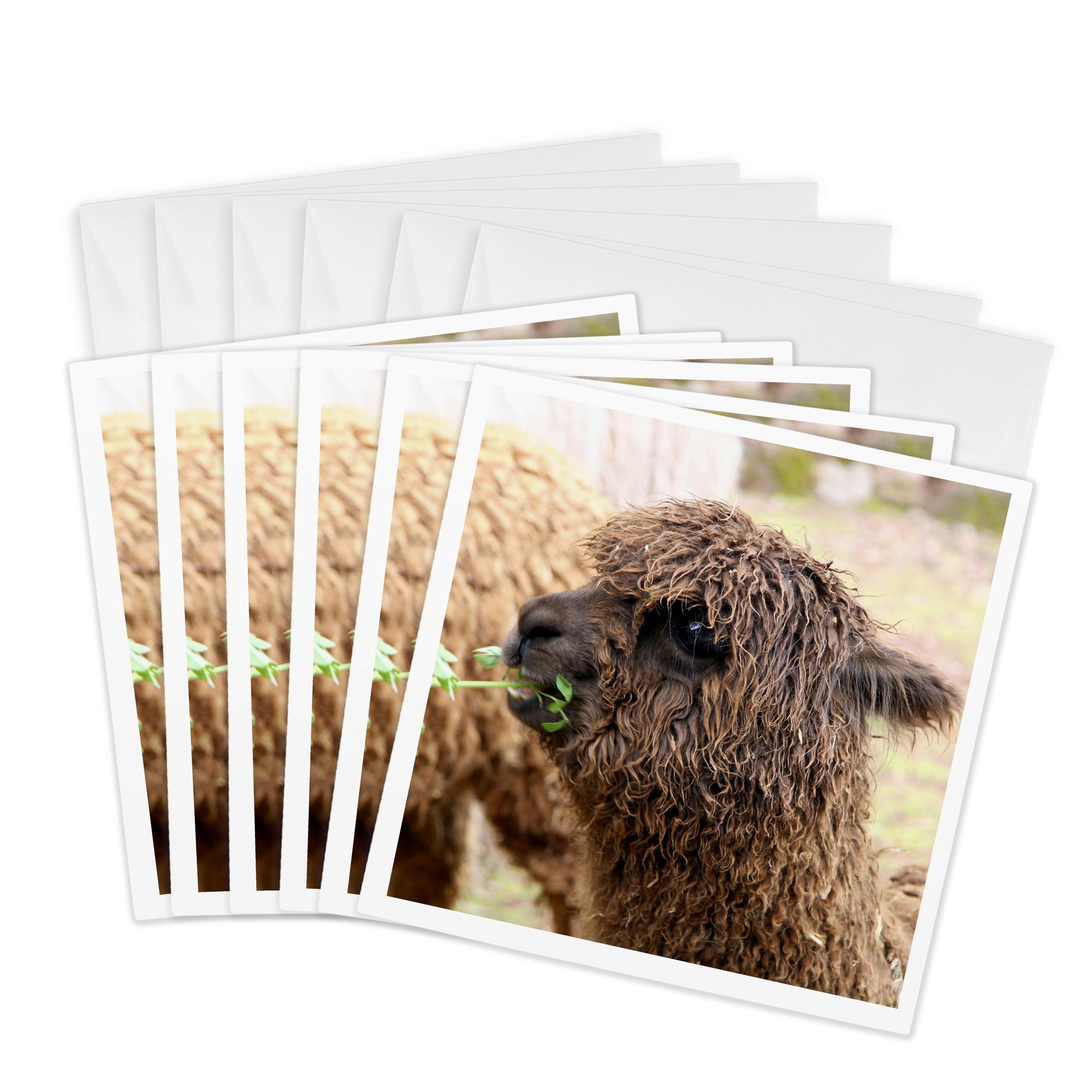 3dRose Greeting Cards - Peru. Alpaca Huacaya wildlife, Awana Kancha - SA17 KWI0099 - Kymri Wilt - 6 Pack - Wildlife