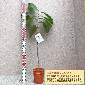 ポポー 接木苗 マンゴー ペンシルバニア 2品種 布ポット植え ポポー 接木苗 マンゴー ペンシルバニア 2品種 布ポット植え
