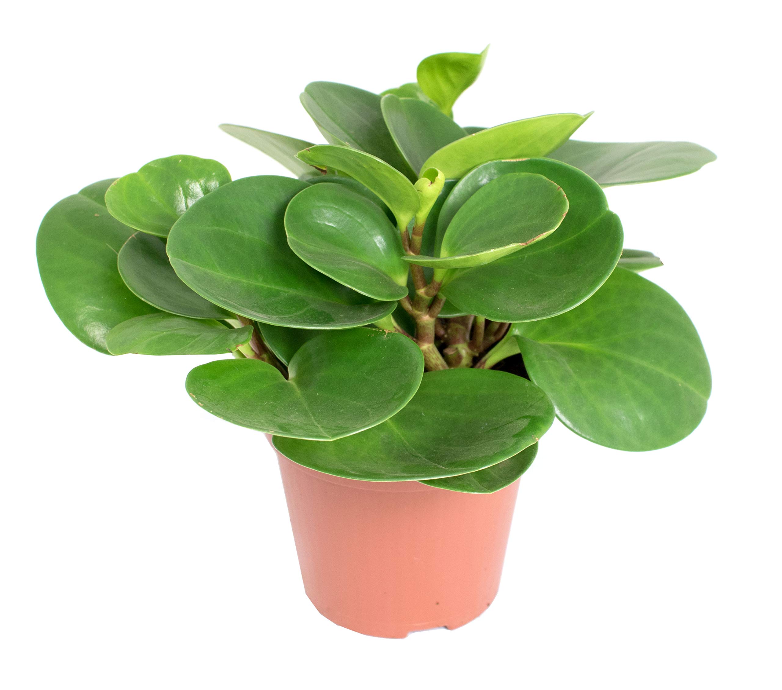desert rose succulent plant Trichodiadema densum 'Mini Desert Rose' main image 1