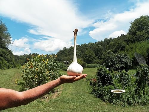 Miniatura 3 de Tubérculos de ajo de elefante para plantar en otoño al aire libre, 1 libra de ajo, adornos de plantación de jardín perenne, macetas fáciles de