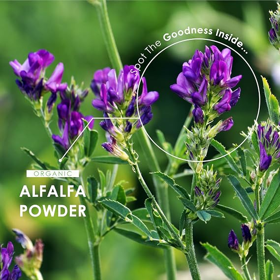 Organic Alfalfa 1400mg - 90 Vegan Capsules – High Strength Alfalfa Supplement – Resealable and Recyclable Pouch – By Alpha01