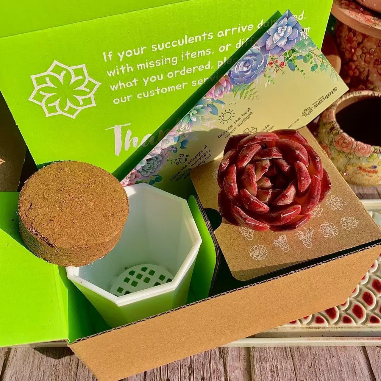 Haworthia truncata Purple Series Succulent Kit - with Plastic Pot, 2" Live Plant, Compressed Soil & Guide, for Garden Indoor Office Desk (1, Haworthia Maughanii-Sacred Spring)