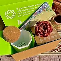 Vista 2 de Aeonium Maibakh - Kit de suculentas con maceta de plástico, planta viva de 3 pulgadas, tierra comprimida y guía, para escritorio de jardín y oficina