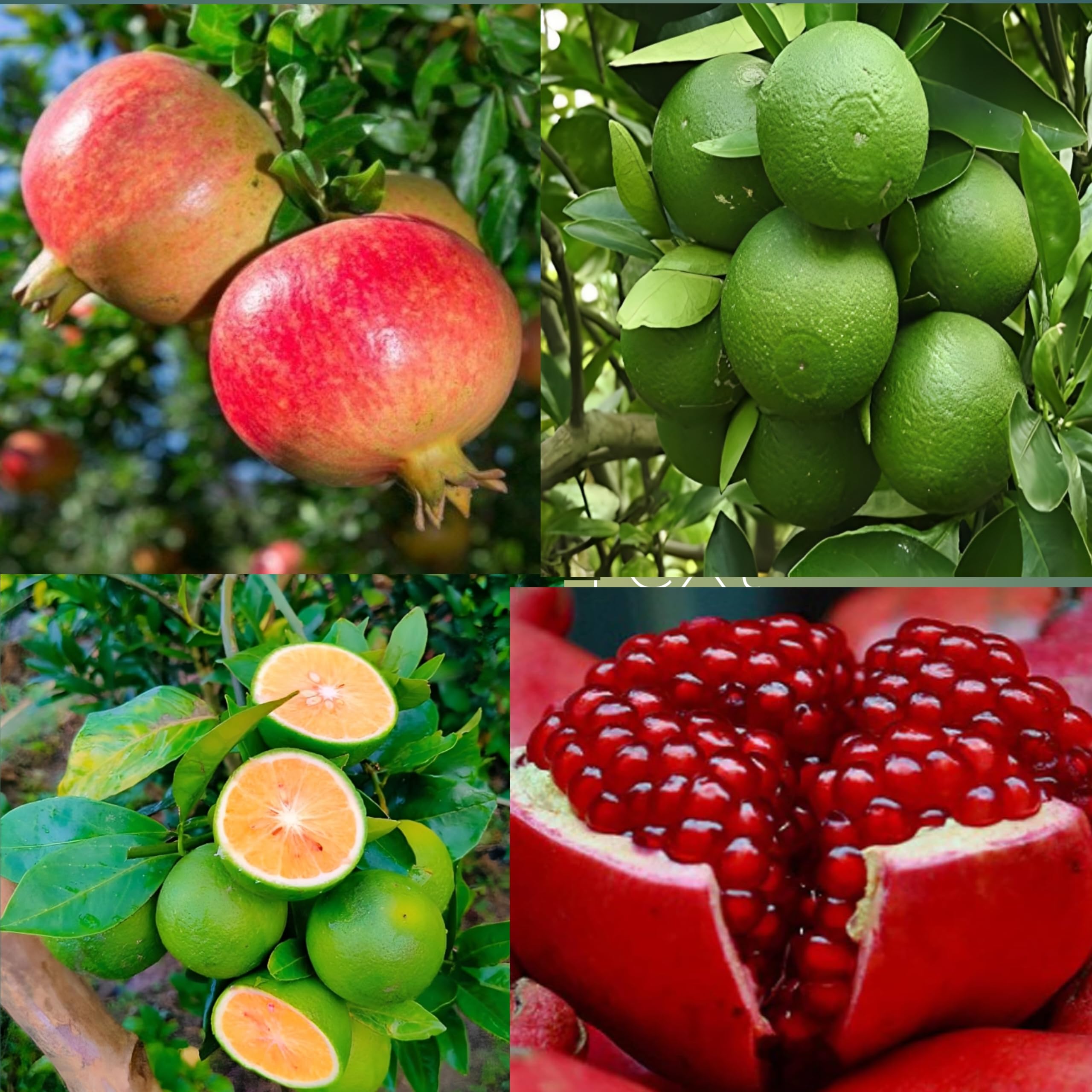 Dejestqoo Combo 2" Eversweet Pomegranate Anar Fruit Plant "Grafted Tree Hybrid Super Yielding Early Fruting Eversweet + Bari 1 Malta 2-3 Feet Height Live Plant For Home Garden (B0CH8MNFF8) Amazon Price History, Amazon Price Tracker