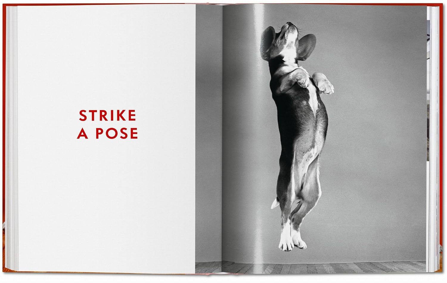 Walter Chandoha. Dogs. Photographs 1941–1991 (Multilingual Edition) - Image 8