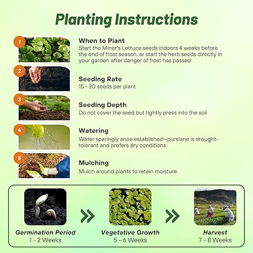 Miniatura 4 de Outsidepride Semilla de plantas de verdolaga de invierno - 5000 semillas