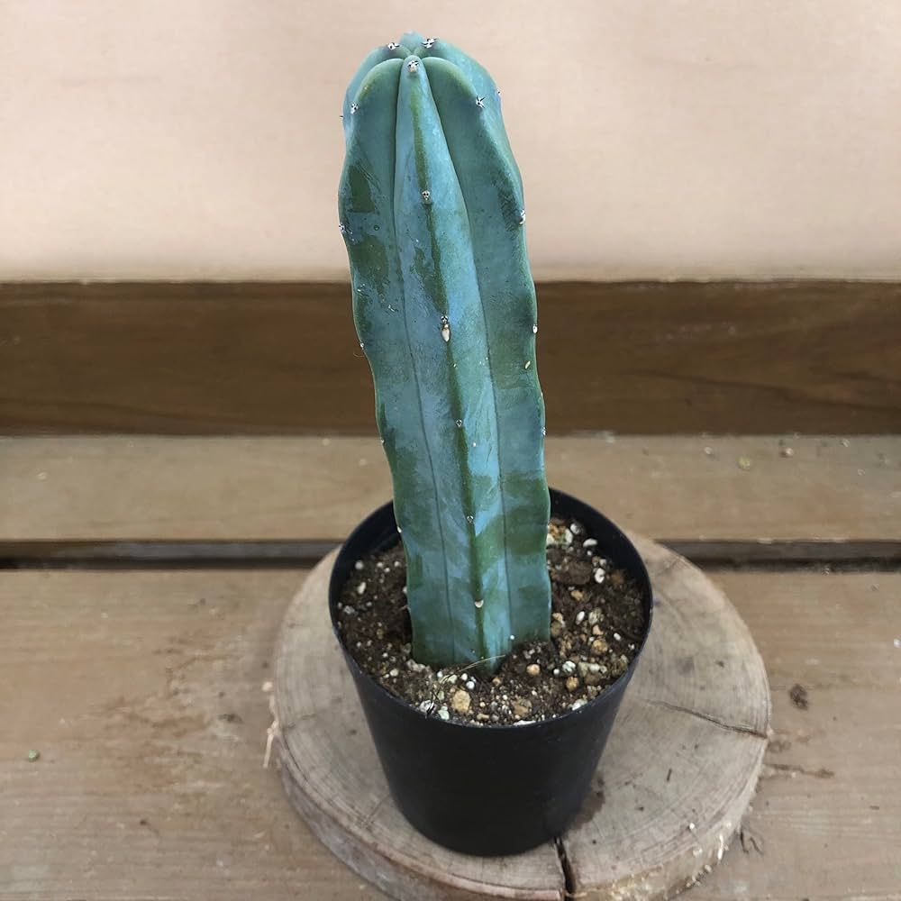 レア品‼️ 急行ごてんば 差込サボ ナンバープレートとサボ - 一鉄草魂 鉄道風景と乗車記