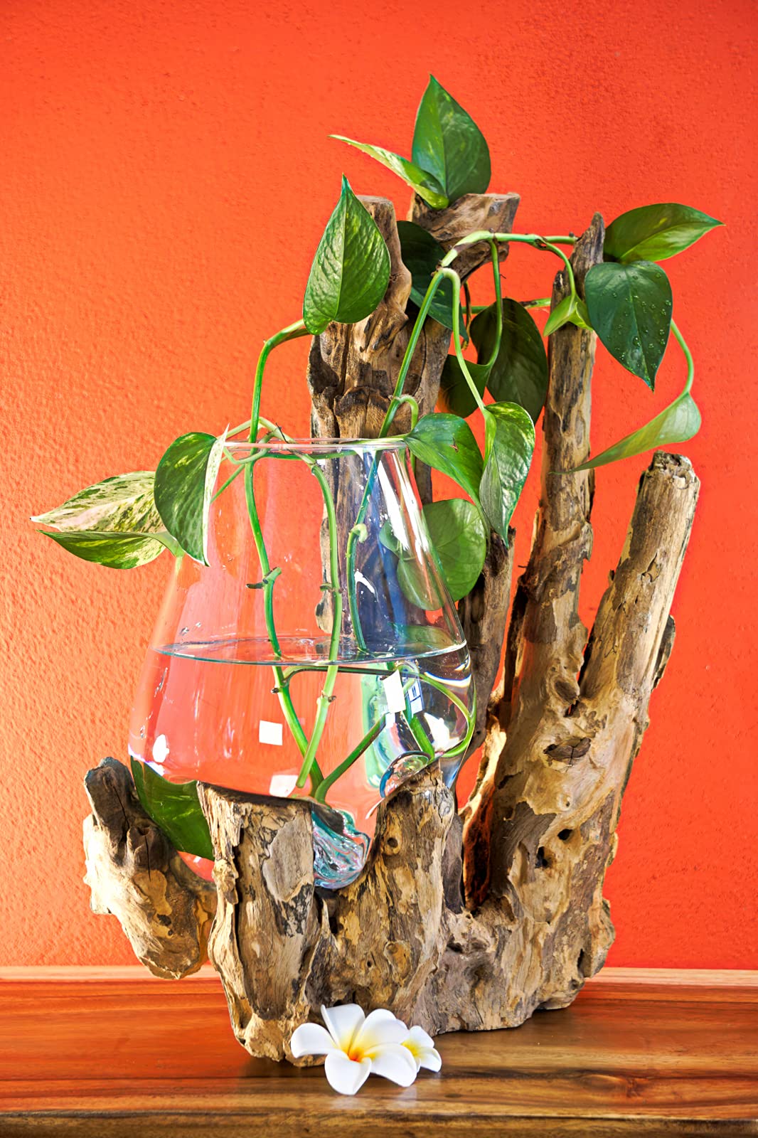 Vetro fuso su radice - ciotola di vetro su radice - legno teak con vaso di vetro o ciotola (vetro 30-50 x 35 cm)