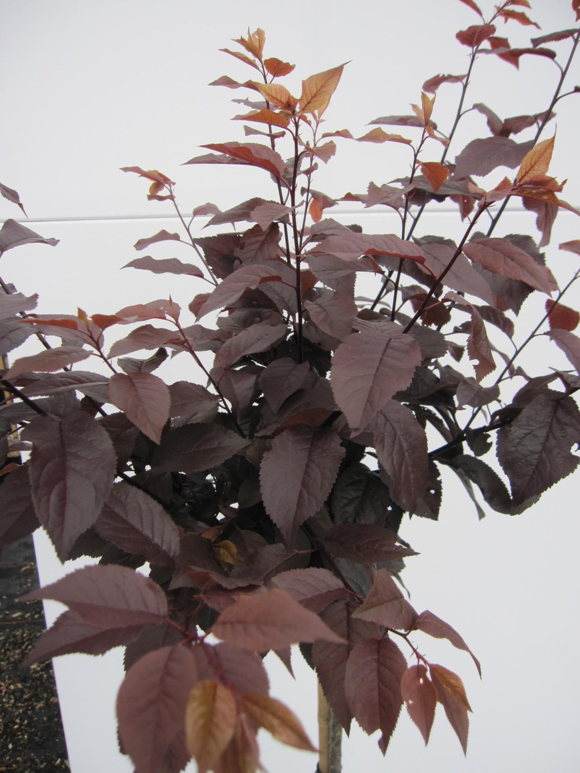 Hochstamm Blutpflaume - Prunus cerasifera Nigra - 80cm Stamm + Krone