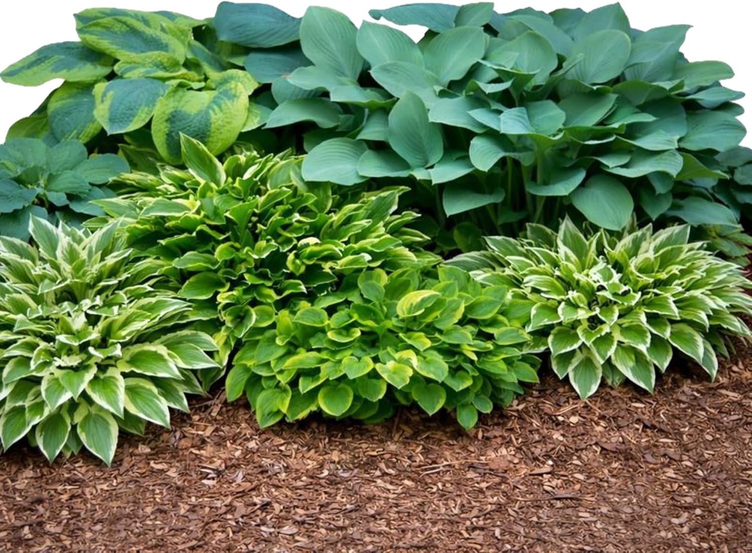 Easy to Grow Hosta Bumper Crop Mix 30 Trimmed Roots - Mixed Varieties Colorful Foliage, Summer Flowers Partial to Full Shade Zones 3-8