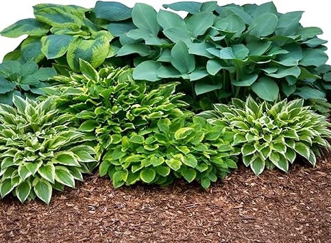 Easy to Grow Hosta Bumper Crop Mix 10 Trimmed Roots - Mixed Varieties Colorful Foliage, Summer Flowers Partial to Full Shade Zones 3-8