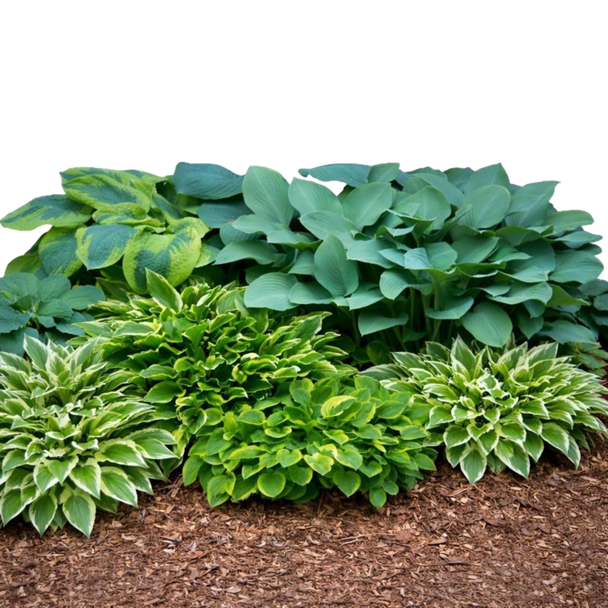 Hosta Bumper Crop Mix