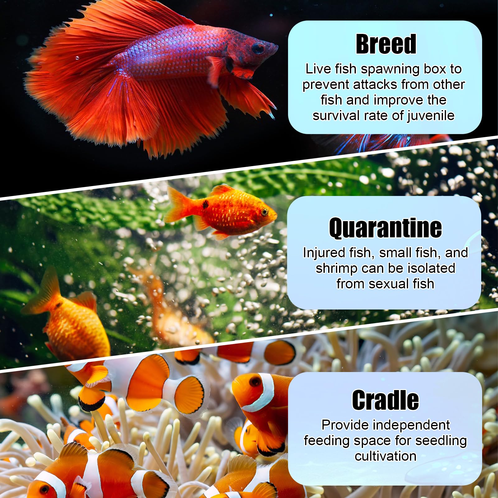 Scatola per l'allevamento di Pesci in Acrilico con Ventose, Isolatore per Acquario Ideale per Acclimatazione Pesci e Gamberetti, Box per Incubazione di Avannotti e Protezione Pesci Piccoli