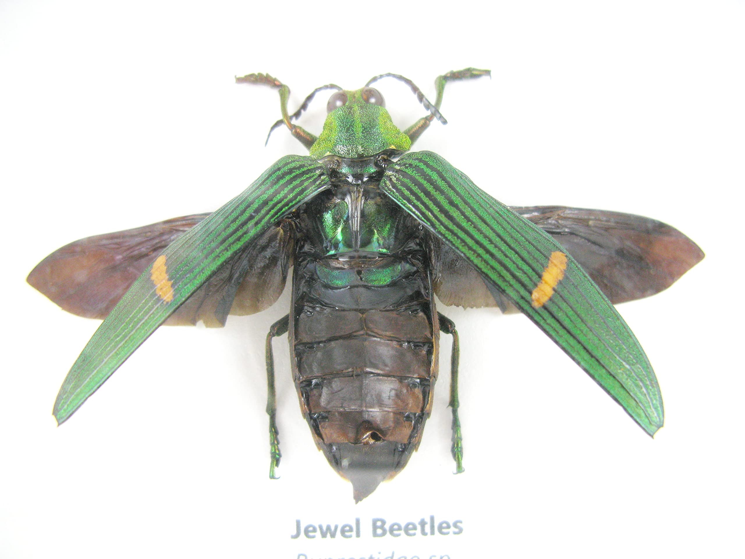 Vero e bellissimo insetti in una vetrina 3D, decorazione da parete incorniciata, taxidermia - Entomologia - (3 x Jewel Beetles aperti - Buprestiadae sp.)