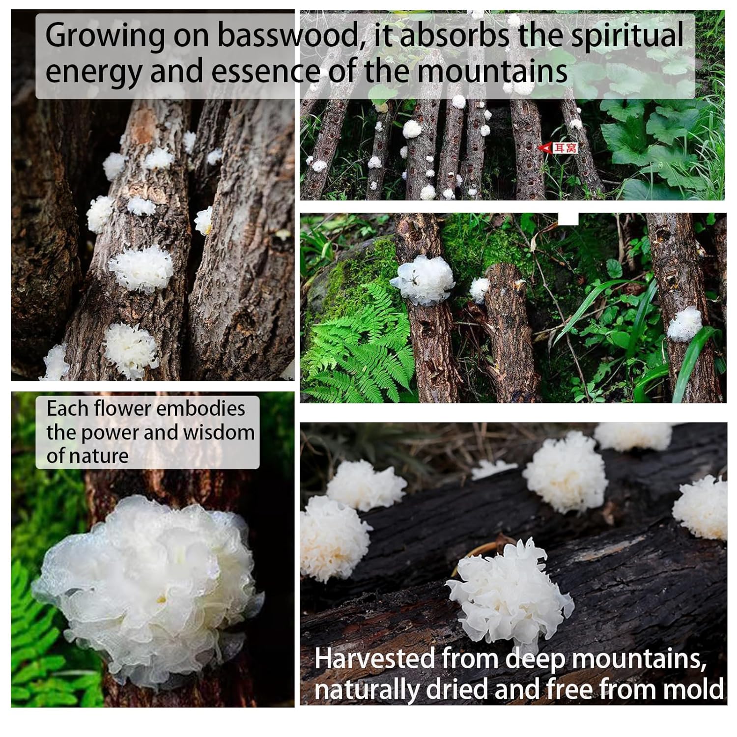 White Snow Fungus Tremella Mushroom 3.5oz/100g Dried Snow Fungus Tremella Fuciformis Mushroom 银耳 椴耳 雪耳 去根银耳