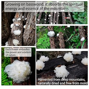 White Snow Fungus Tremella Mushroom 3.5oz/100g Dried Snow Fungus Tremella Fuciformis Mushroom