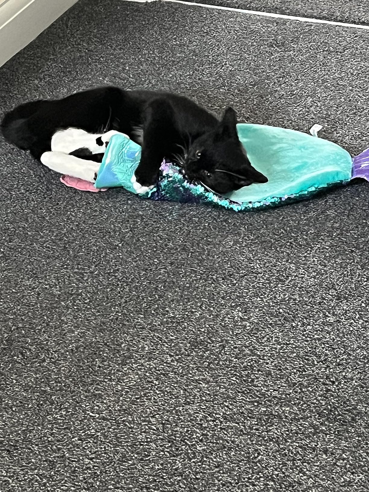 KONG Play Spaces SeaQuins Amazon.co.uk Pet Supplies