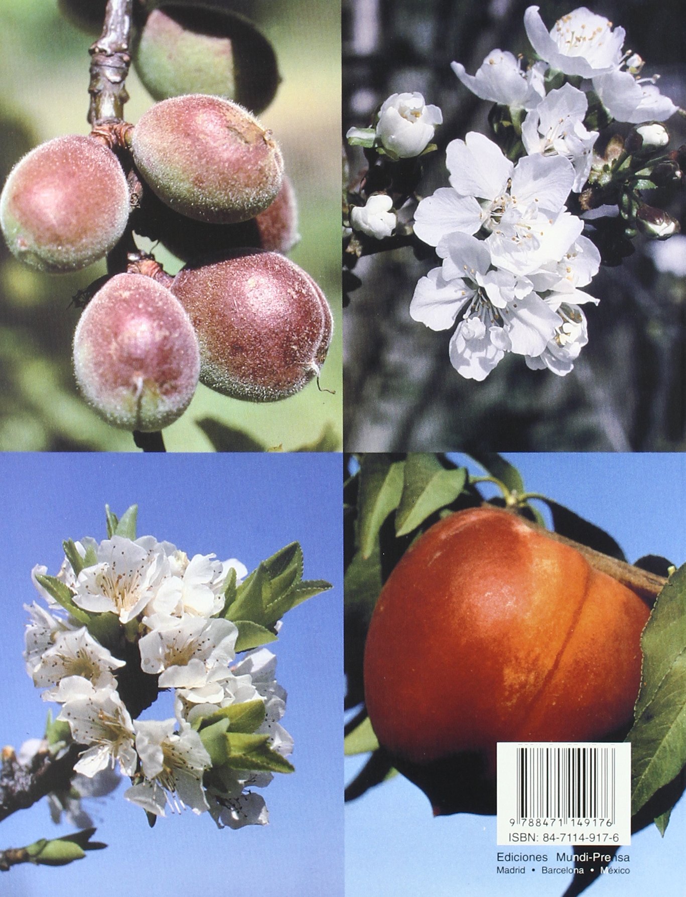 Plagas y enfermedades de los frutales de hueso (Patología Vegetal)