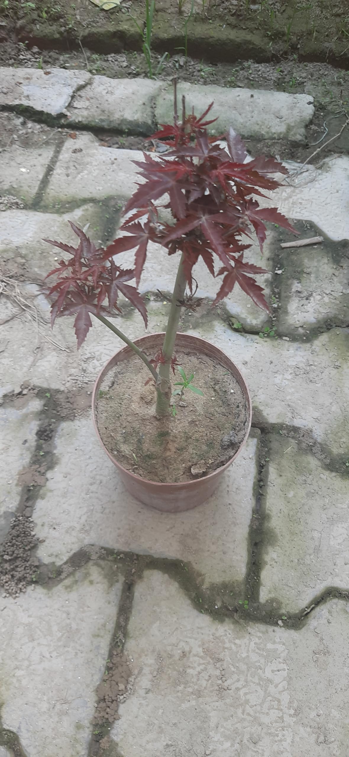 Live Red Maple Tree Plant : Amazon.in: Garden & Outdoors
