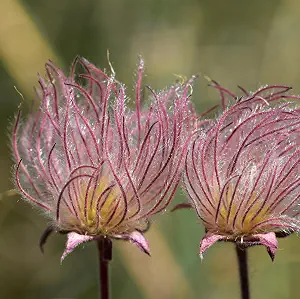 CarpetC Prairie Smoke Seeds for Planting, Geum triflorum Native Perennial with Pink Plumes