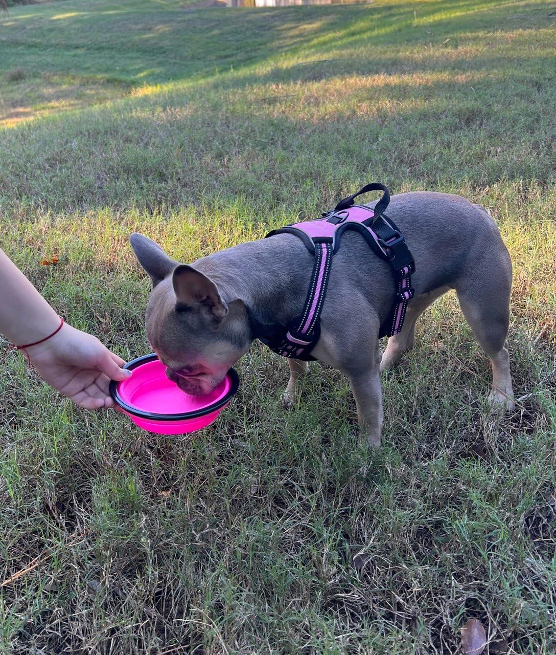 Pink Dog Walking Set: Harness, 16ft Leash, Pup Bag, Bowl - Ideal for Medium Dogs - Tangle-Free, Reflective Anti-Slip Handle - Adjustable, Escape-Proof Varying Pink Shades #funnyfurgrace