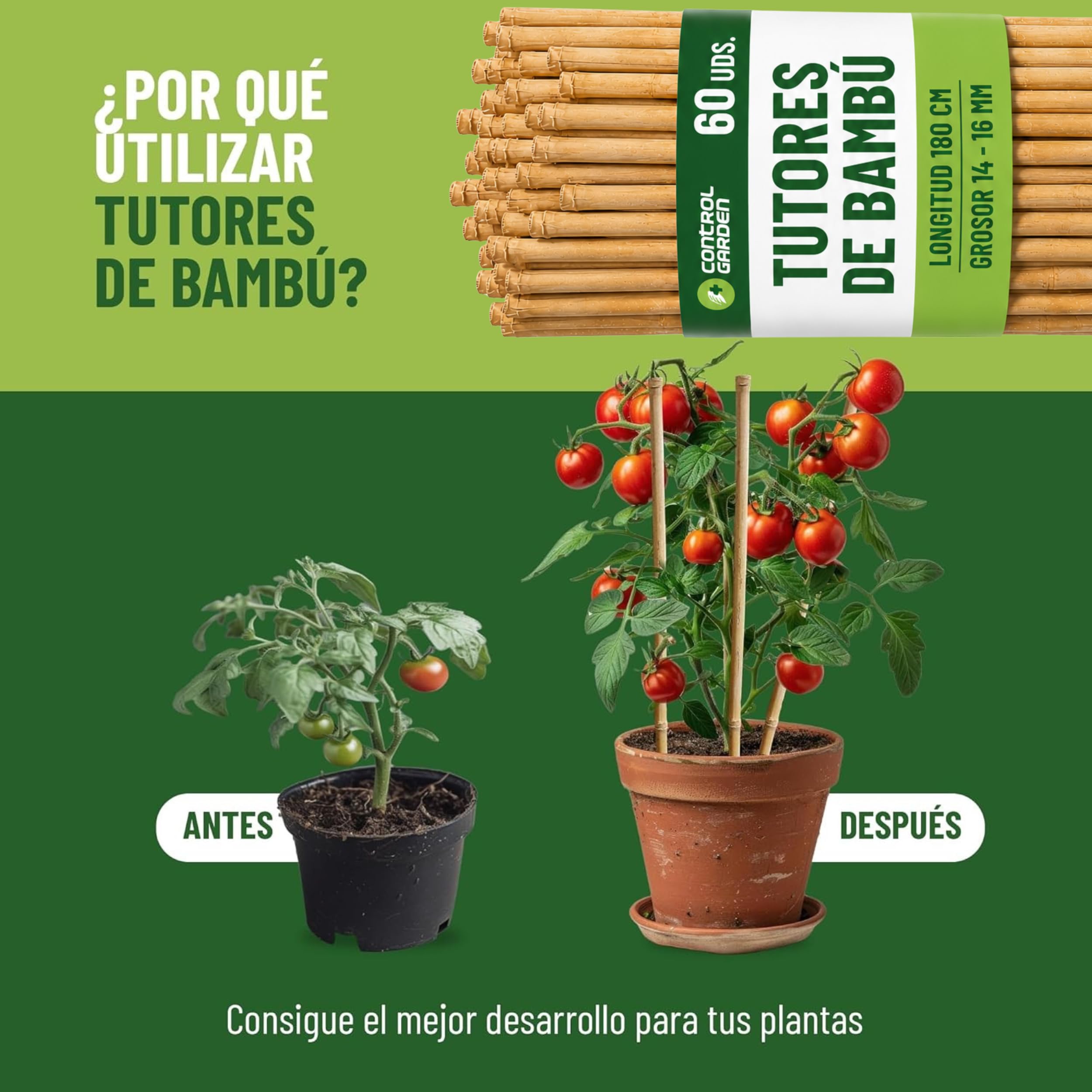 CONTROL GARDEN 60 Tutores de Bambu para Plantas 180 cm Grosor 14-16 cm | Cañas Estacas Natural para Tomateras, Enredaderas y Sujetar Cultivos | Varas Resistentes Huerto y Jardin