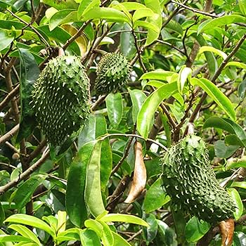 ゴールデンサワーソップ苗(Annona muricata) Golden Soursop (ANNONA MURICATA) Live Fruit Plant