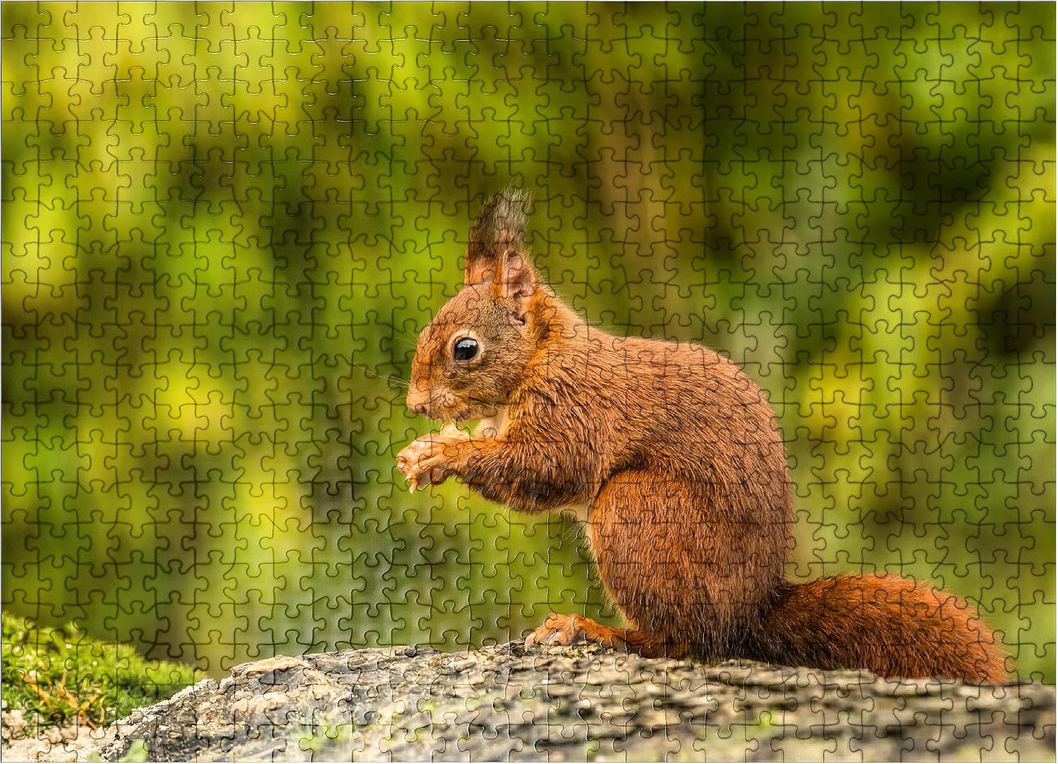 MyPuzzle Red Squirrel Eating A Nut in The Forest - Premium 500 Piece Jigsaw Puzzle for Adults