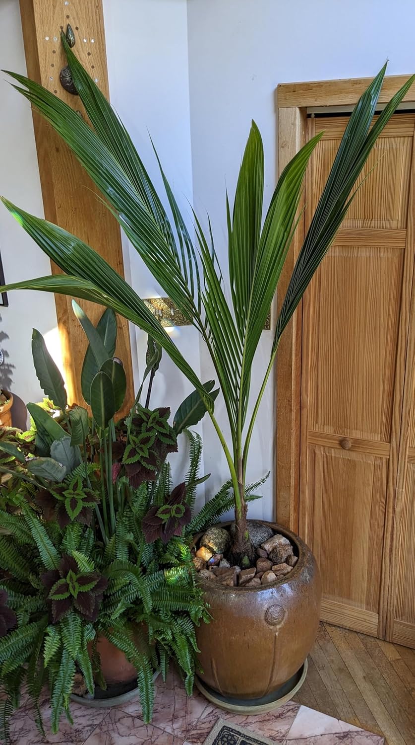 Green Malayan Coconut Palm Tree - Tropical Cocos Nucifera, Low Maintenance Live Exotic Palm for Indoor & Outdoor Spaces, Air-Purifying, Drought-Tolerant Ornamental Accent Plant (7gal Pot, 5-6ft)