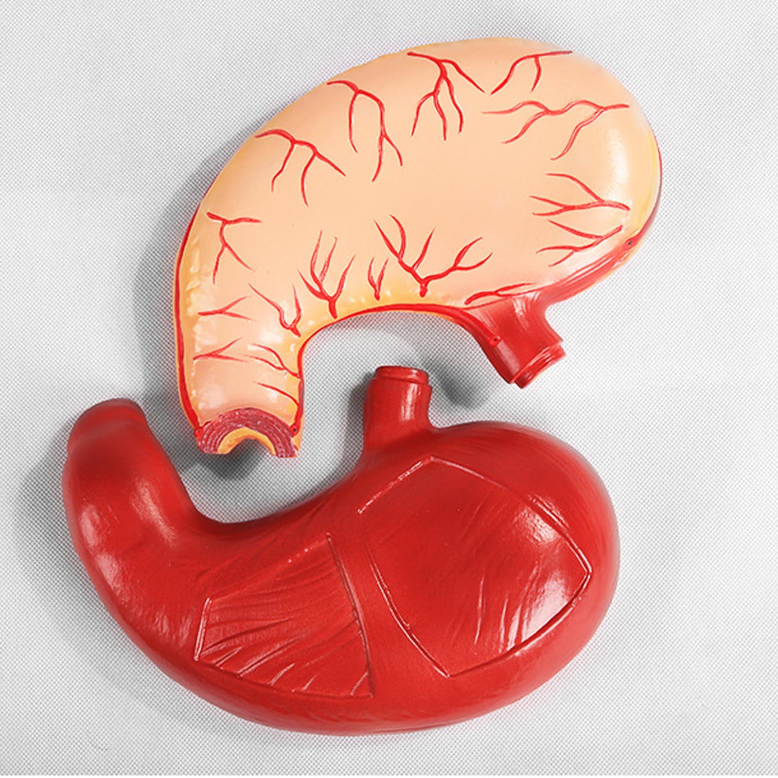 Model anatomii żołądka PVC edukacja medyczna struktura żołądka widok-model