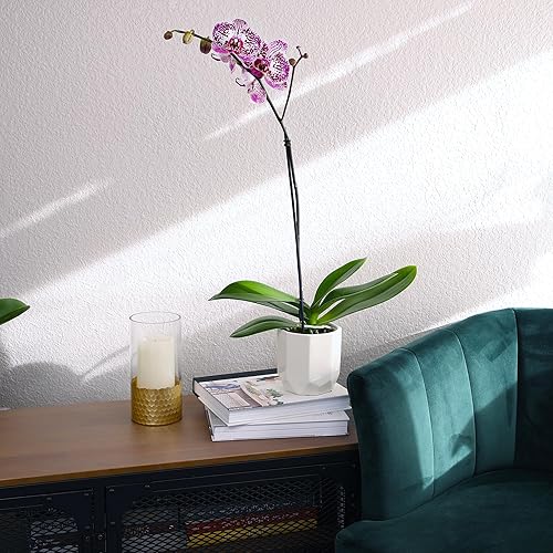 Miniatura 10 de Purple Phalaenopsis - Regalo para amantes de las plantas de orquídea viva y maceta de orquídea blanca, 20-24 pulgadas de alto, regalo de plantas