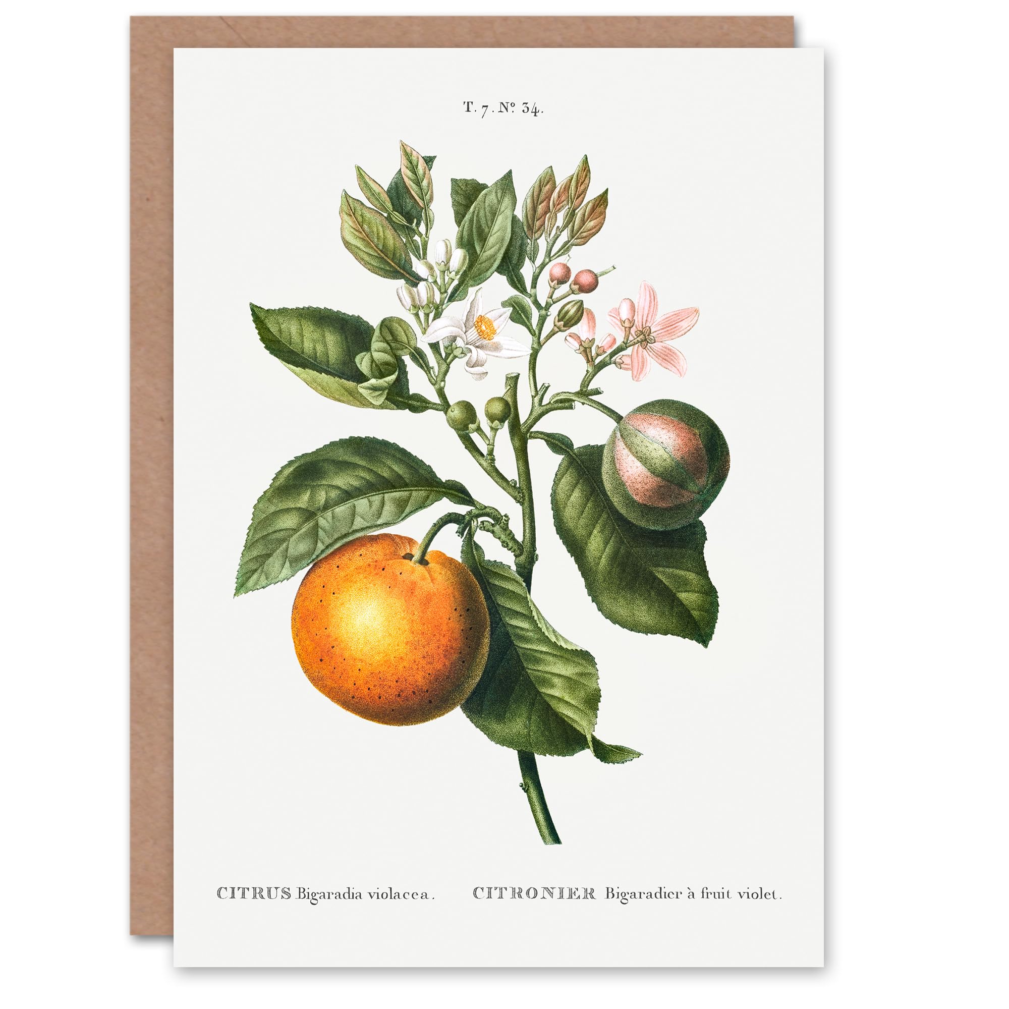 Artery8 Pierre-Joseph Redouté Art Card Bitter Orange Vintage Botanical