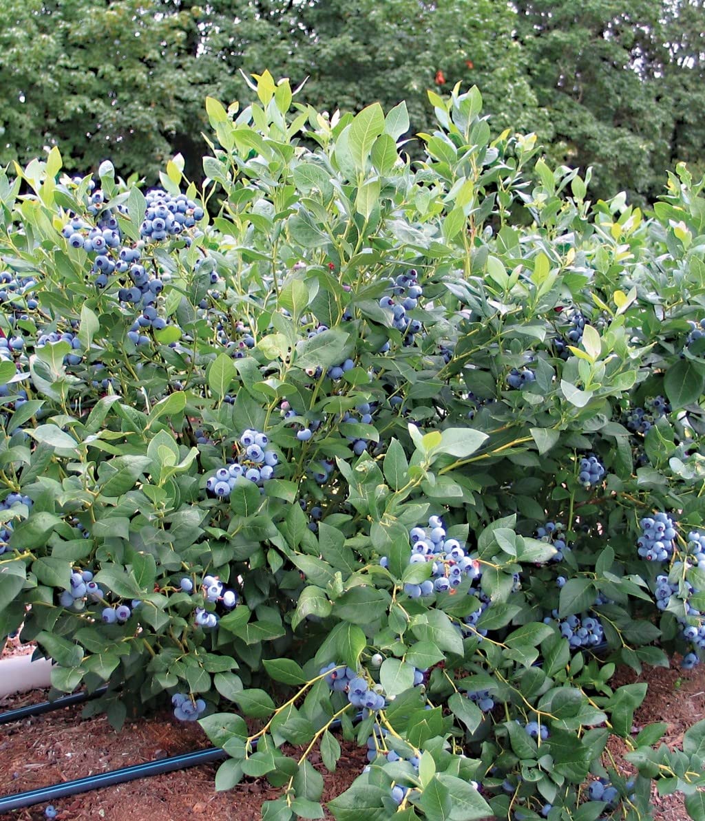 OhhSome Blueberry (Vaccinium Sect. Cyanococcus) Fruit Plants For 