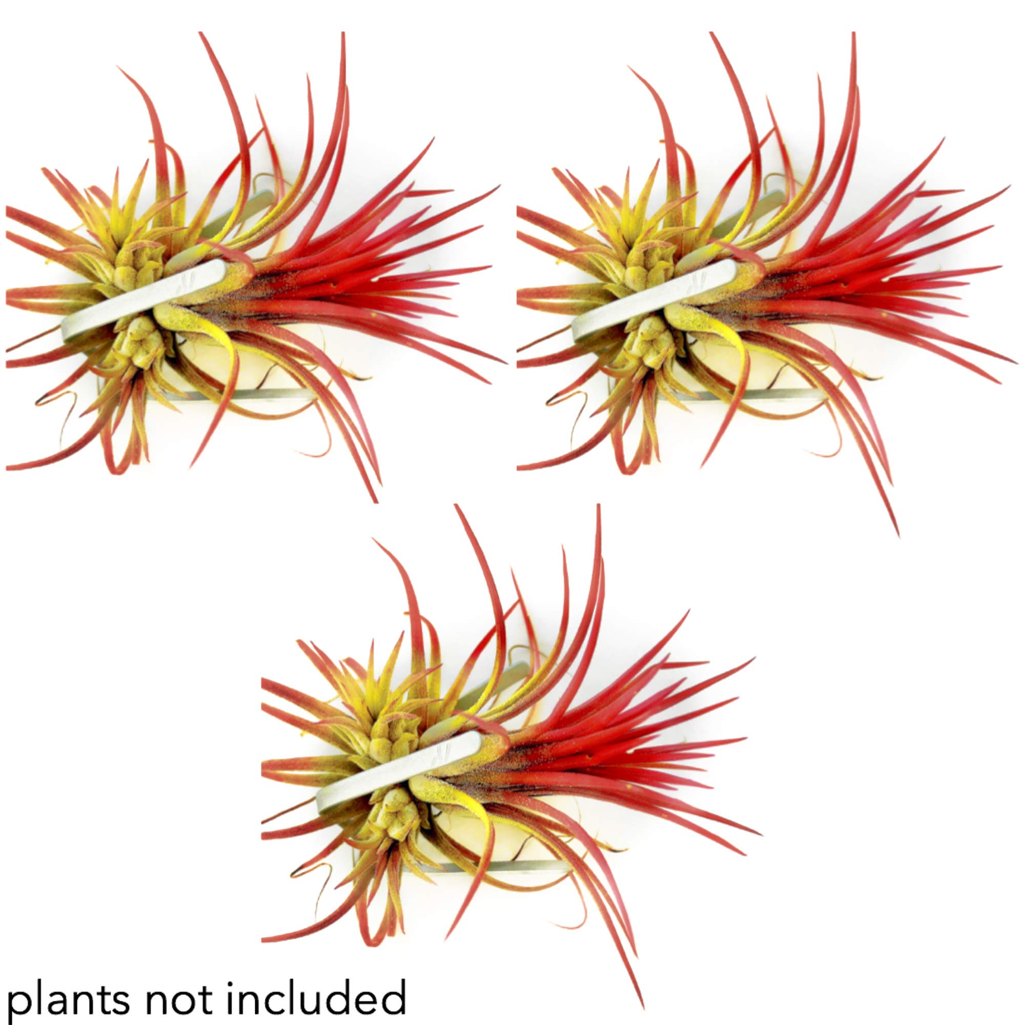 Wall Planter Set of 3 Wall Air Plant Holder Wall Terrarium| Orchid Mount AirPlant Holder Air Plant Containers| Hanging Orchid Planter| Wall Mounted Plant Hook| Wall Plant Mount for Tree Air Knots S3