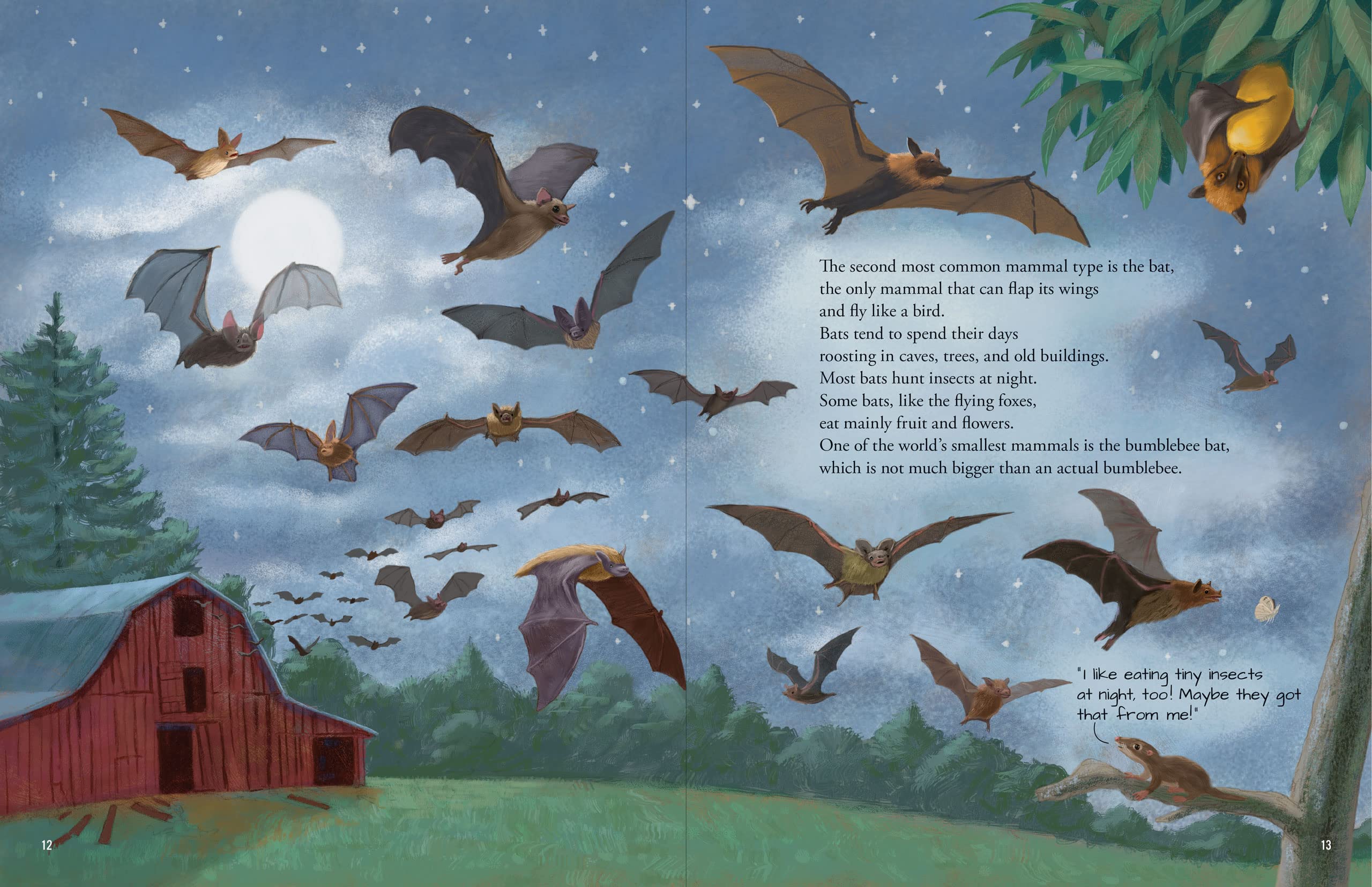 All the Mammals in the World - Image 6