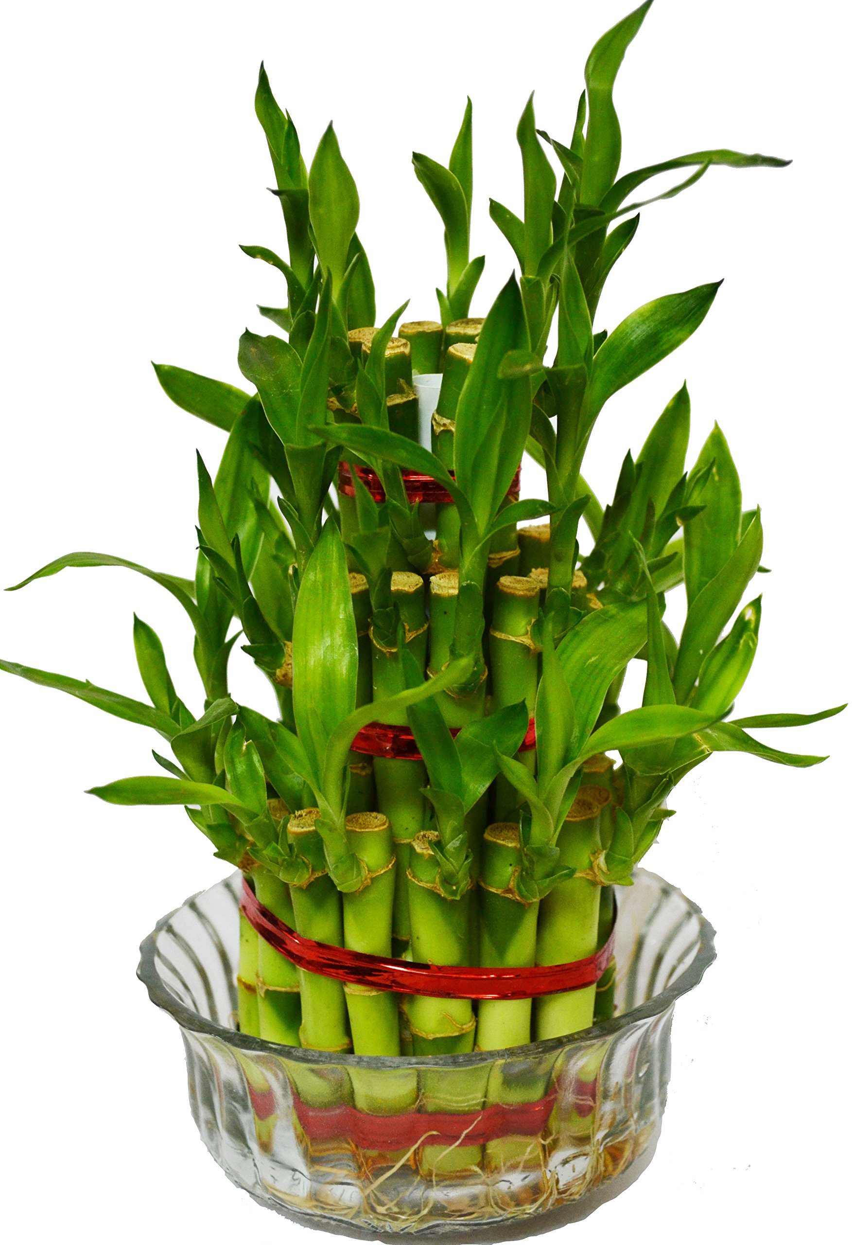 Green Ivy Lucky Bamboo Feng Shui Plant 3 Layer (B01N24JQD6) Amazon Price History, Amazon Price Tracker