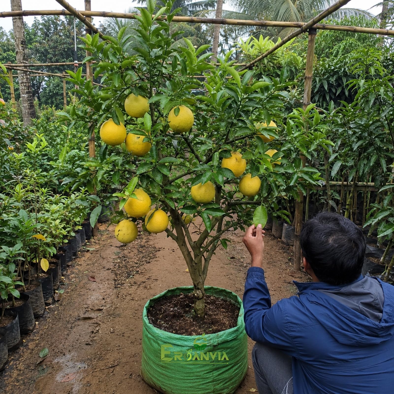 All Time Egg Fruit Plant - Live Grafted Tree -28