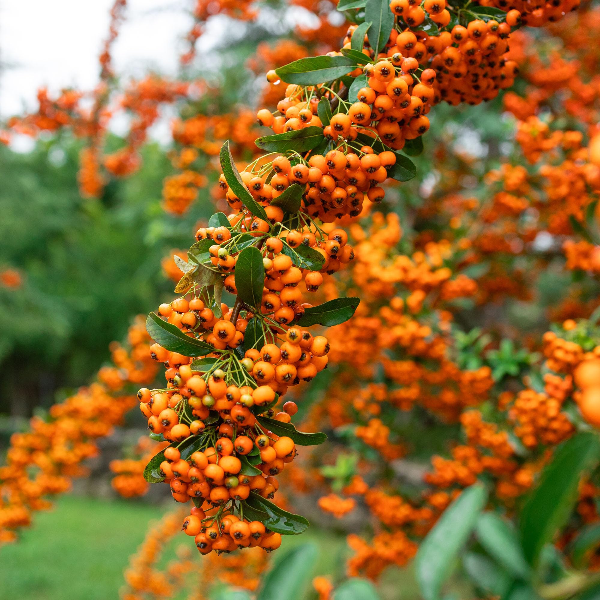 1 X PYRACANTHA 'Orange Glow' Evergreen Shrub Hardy Garden Plant in Pot (5 Litre Pot, 100-120cm)