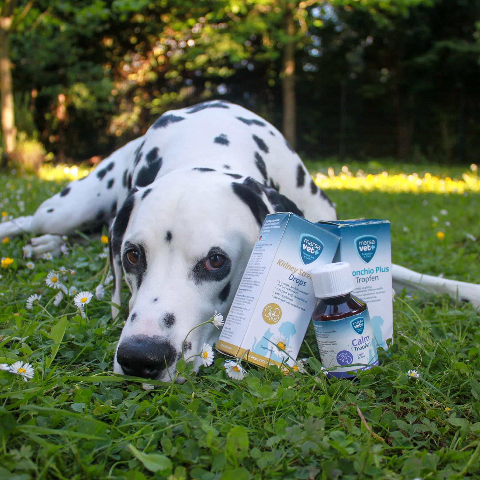 Marsavet Gocce di forza renale - Integratore alimentare con succo di ortica per promuovere la salute dei reni. Sostegno naturale della funzione renale e urinaria per cani, gatti, roditori e uccelli.