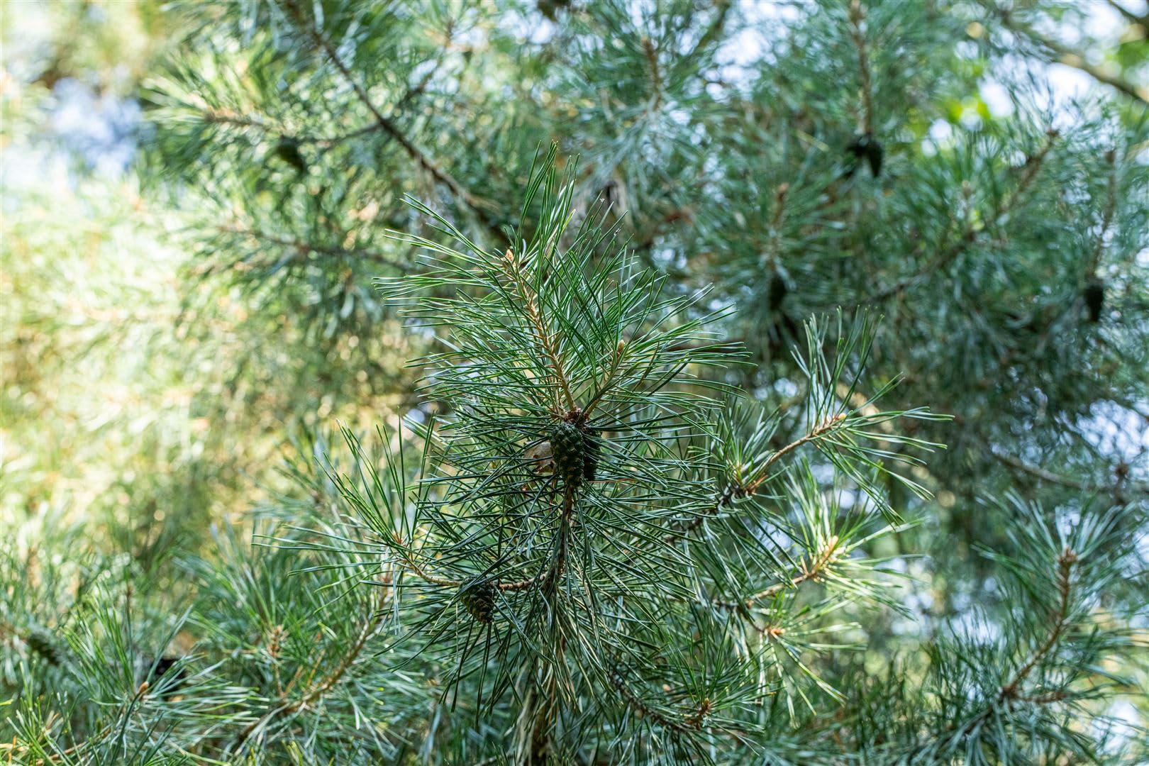 Zirbelkiefer Pinus cembra 50-60 cm Nadelbaum winterhart immergrün