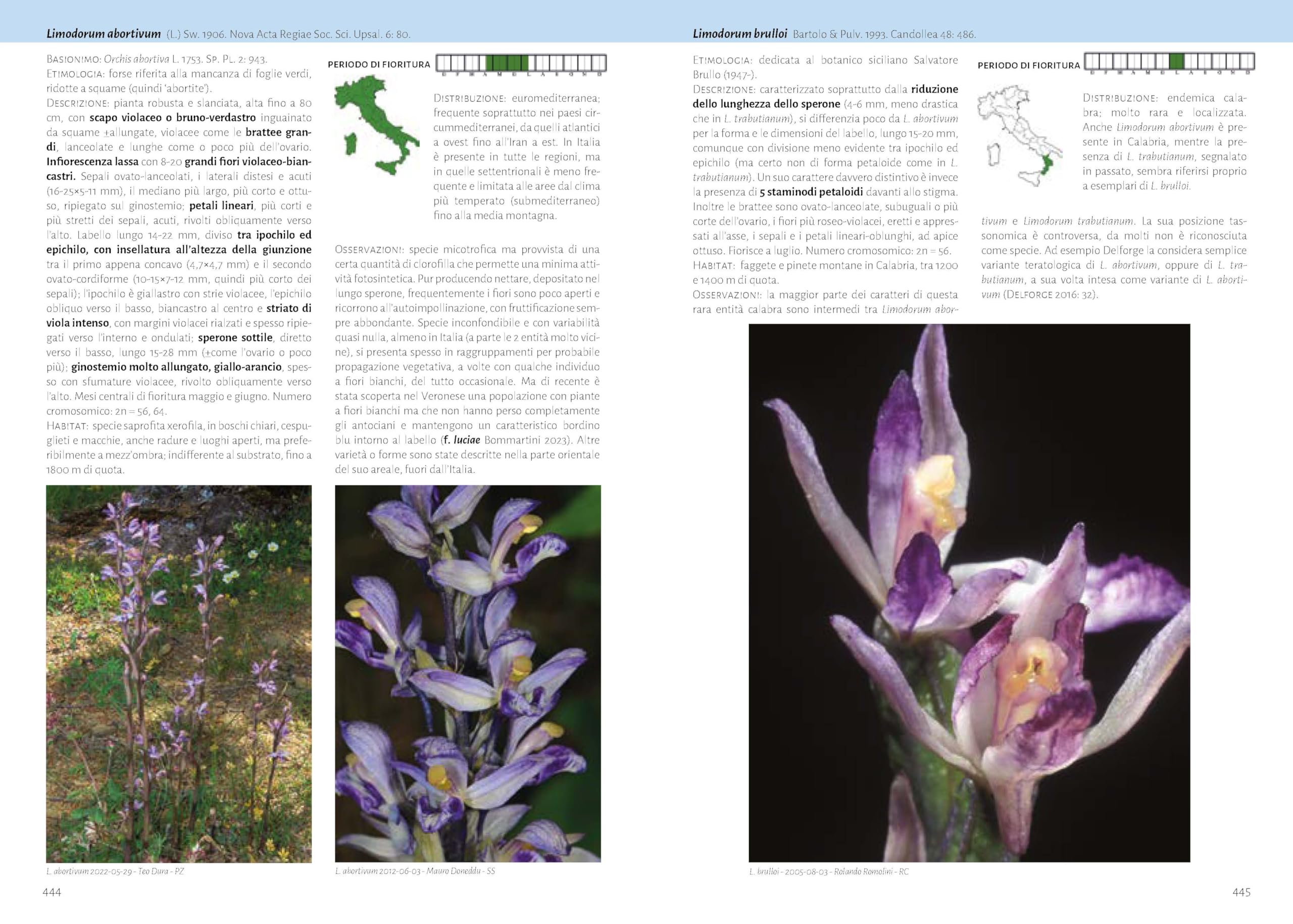 Orchidee d'Italia. Guida alle orchidee spontanee