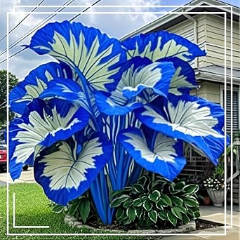 Polychromatic Gorgeous Midnight Blue Elephant Ears Mix For Planting,Excellent Display,Good for Containers,Strong Plants That Grow Well,Perennial,Greening Rhizome,Hardy.-5Bulbs-J