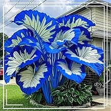 Polychromatic Gorgeous Midnight Blue Elephant Ears Mix For Planting,Excellent Display,Good for Containers,Strong Plants That Grow Well,Perennial,Greening Rhizome,Hardy.-3Bulbs-J