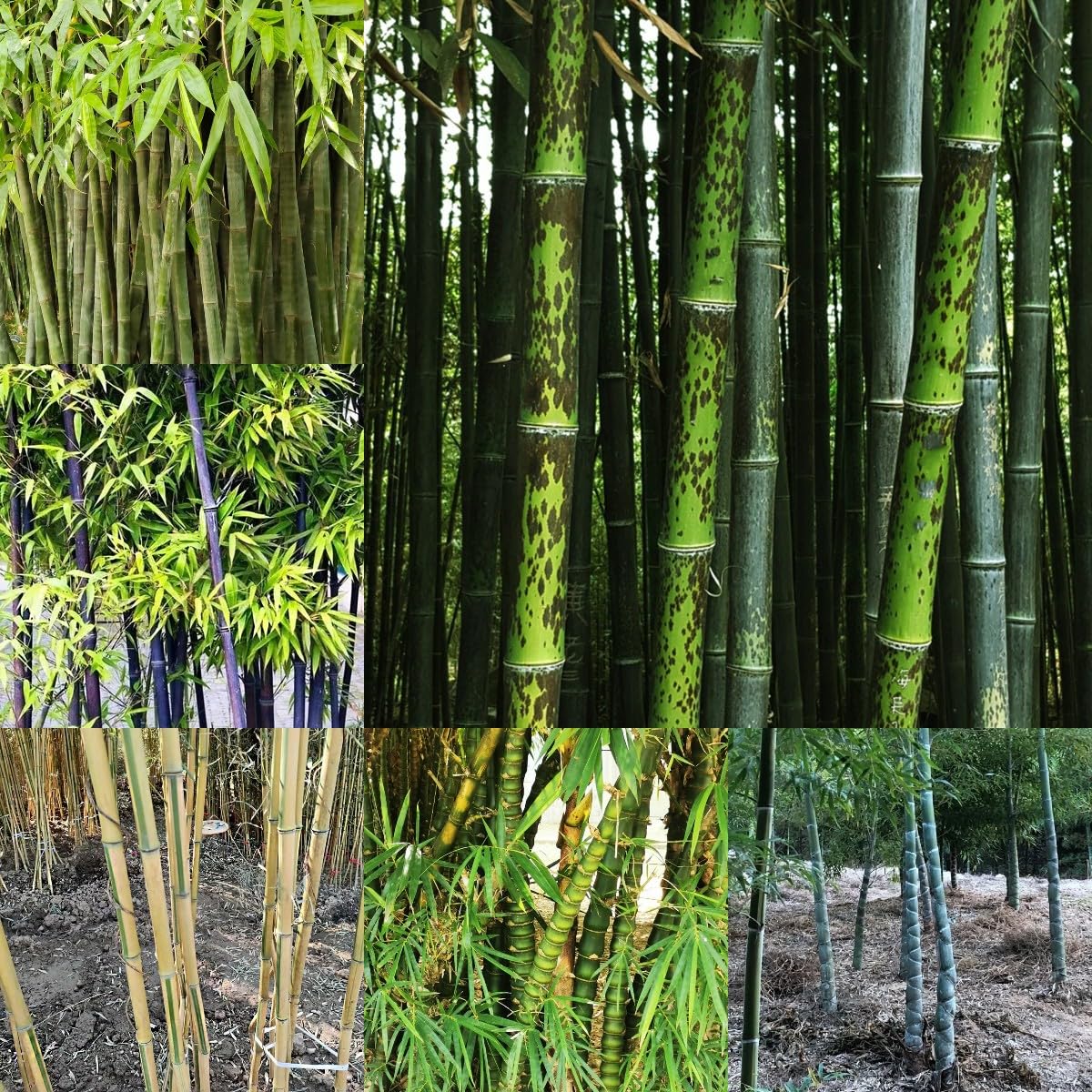 100 piezas Semillas de bambú resistentes Comprar árboles bonsais Semillas de bambú de rápido crecimiento. plantar semillas de jardín lo mejor de Cobertura del suelo perenne resistente