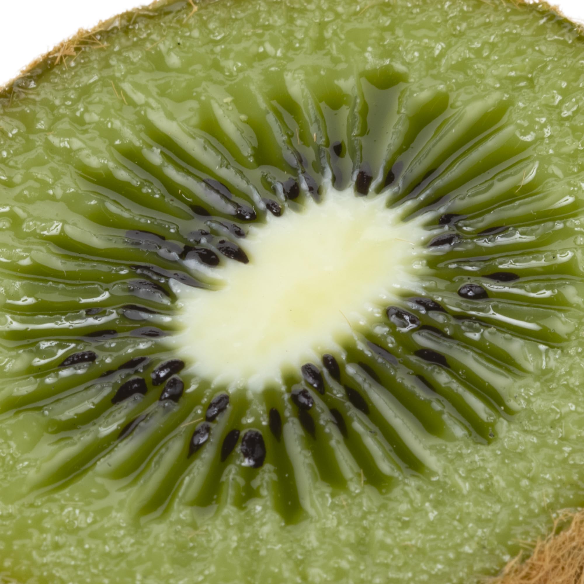 食品サンプル　ケーキ　キウイ　ビスケットサンド Amazon.co.jp: 食品サンプル ケーキ キウイ ビスケットサンド 0721-70