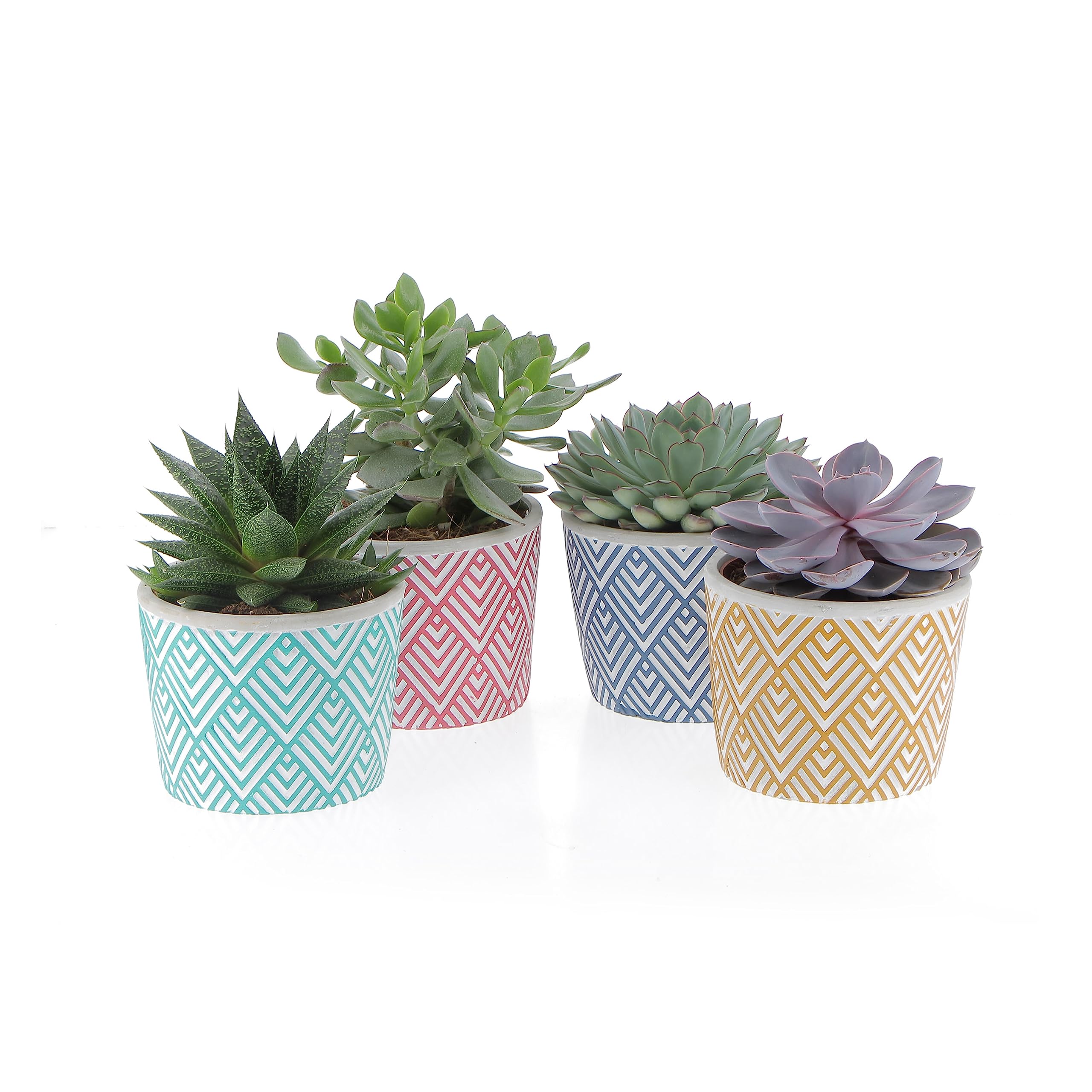 KENTIS - Set di 4 Vere Piante Succulente con Vaso Decorativo - Cactus Ornamentali da Interno - Piante Grasse da Appartamento - Pianta Succulenta - Vaso Ø 14 cm