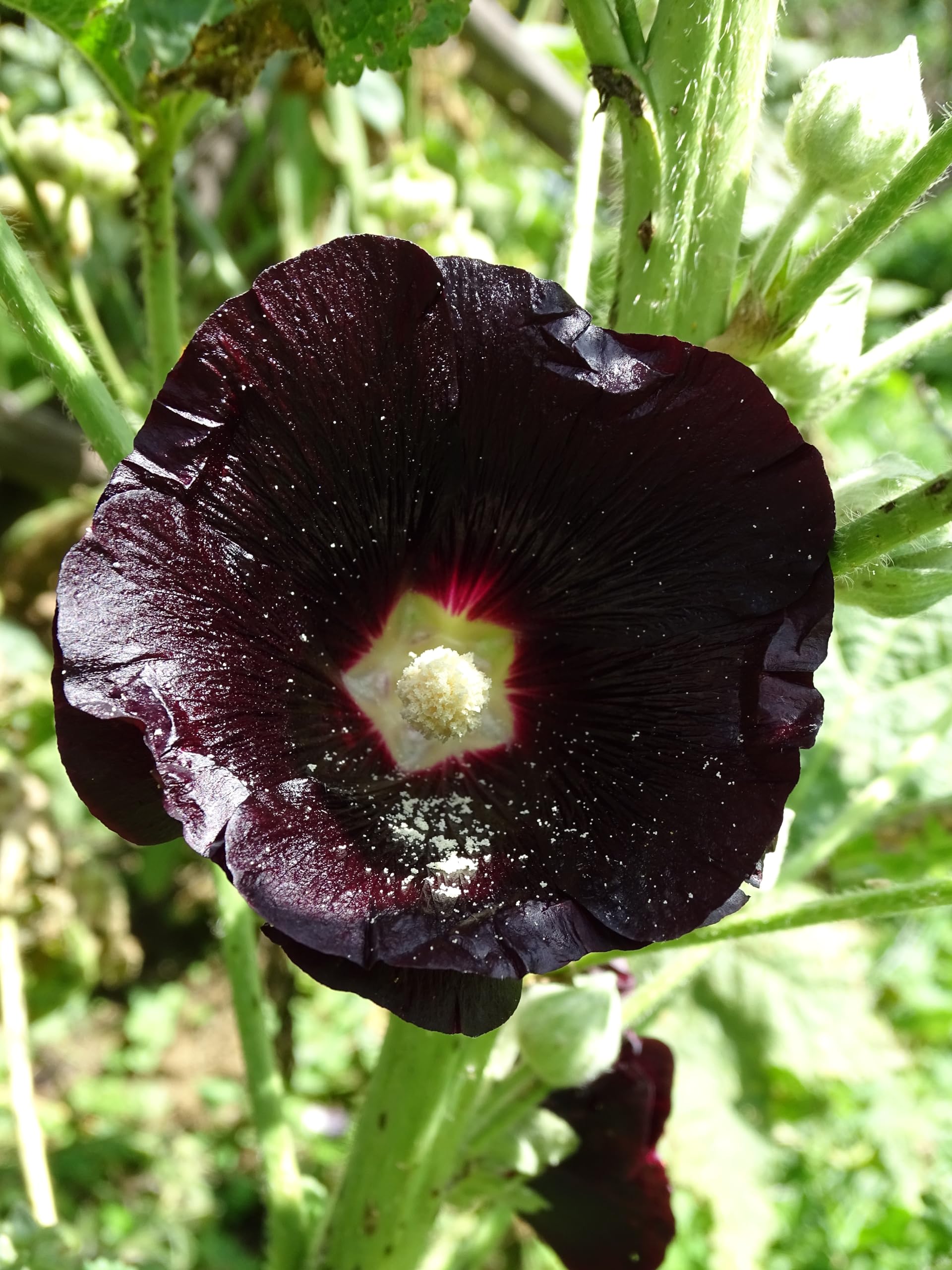 Schwarze Stockrose (Alcea rosea ´Nigra´) Samen. Malvengewächs Malvaceae (20000 Samen = 144,0g)